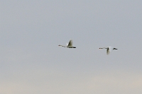 47956 Cygnus olor (Cigno reale)